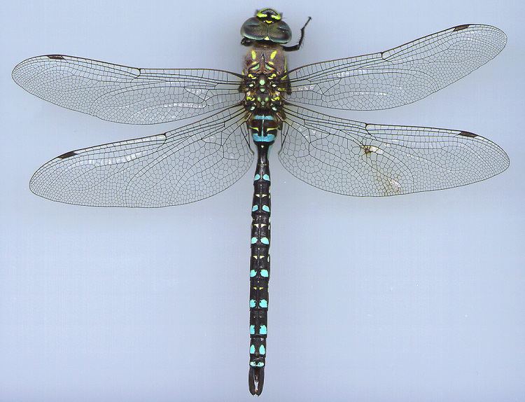Paddle-tailed darner httpswwwpugetsoundedufilesresources9376Ae