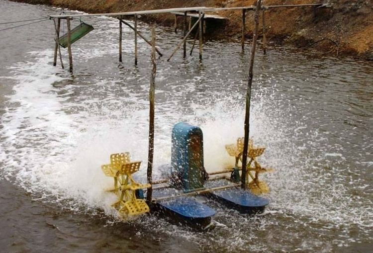 Paddle wheel