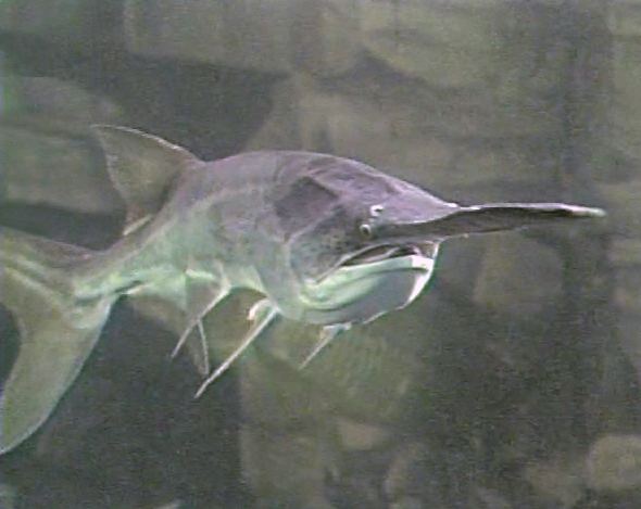 Paddlefish American paddlefish Wikipedia