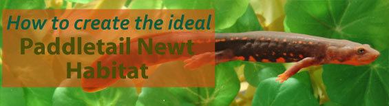 Paddletail newt Amphibian Housing How to Create the Ideal Paddletail Newt Habitat