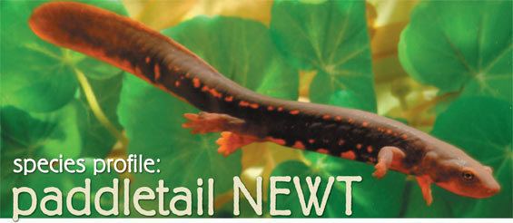 Paddletail newt Reptile Species Profiles Paddletail Newt