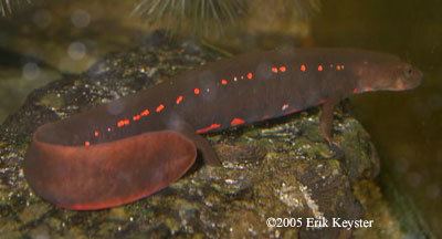 Paddletail newt Caudata Culture Species Entry Pachytriton Paddletail