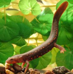 Paddletail newt wwwpetproductnewscompaddletailnewtjpg