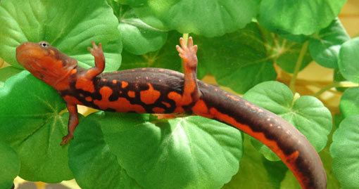 Paddletail newt Newtley the Paddletail Newt