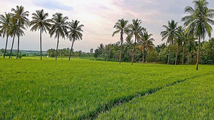 Paddy field