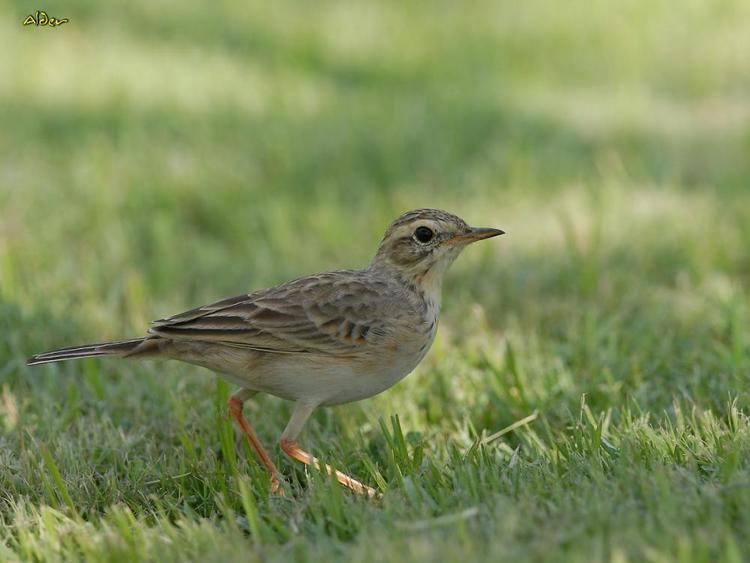 Paddyfield pipit Paddyfield Pipit Anthus rufulus videos photos and sound