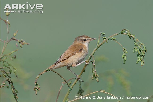 Paddyfield warbler Paddyfield warbler videos photos and facts Acrocephalus agricola