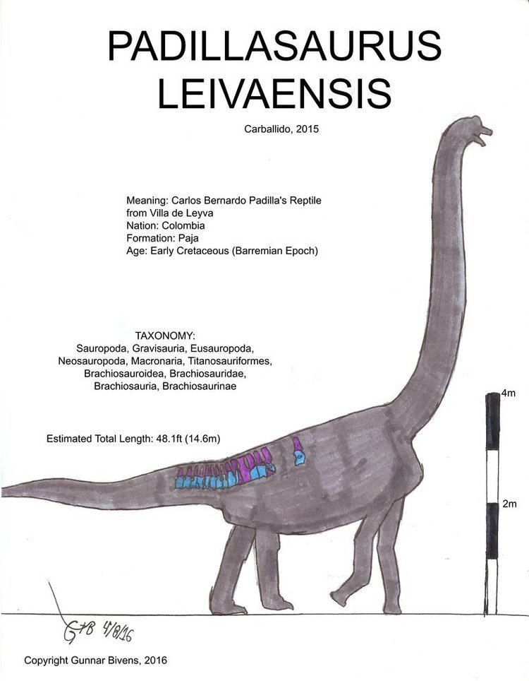 Padillasaurus Padillasaurus leivaensis Skeletal by bricksmashtv on DeviantArt
