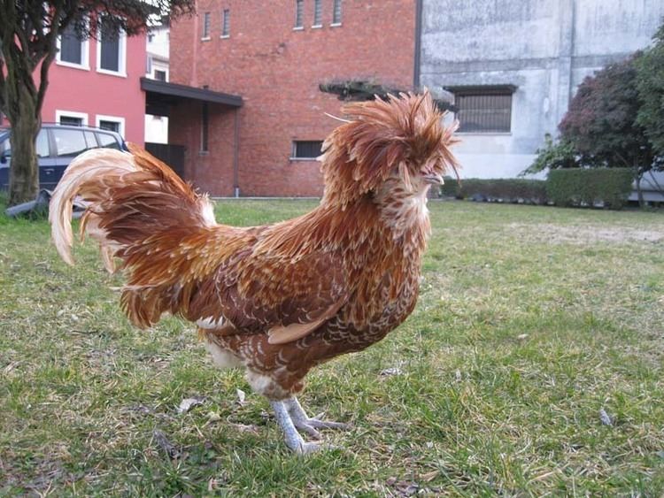 Padovana chicken History and origins of the Paduan hen with a large clump