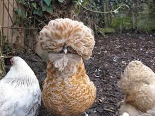 Padovana chicken This Italian Life AUNTIE PASTA Oh Those Wild Padovana Chicks