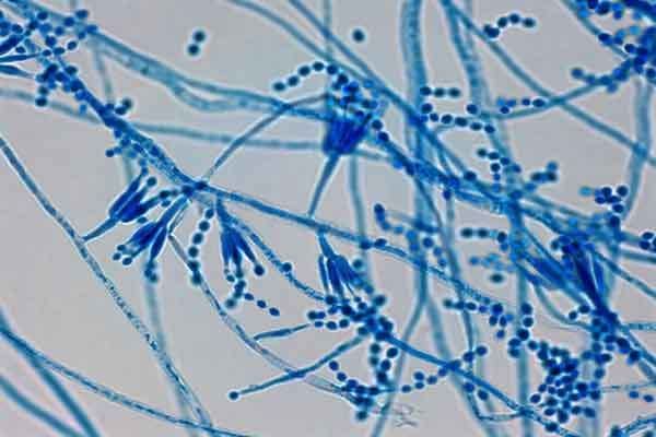 Paecilomyces Paecilomyces lilacinus OrganicSoilTechnology