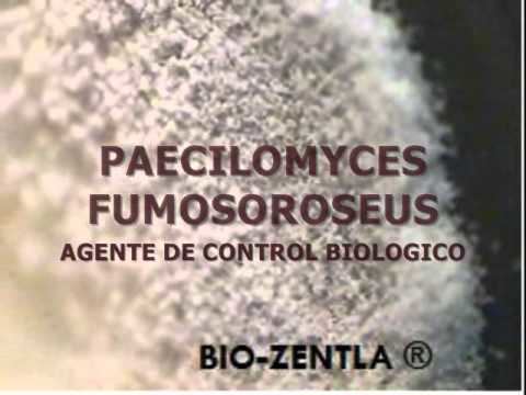 Paecilomyces fumosoroseus WN paecilomyces fumosoroseus