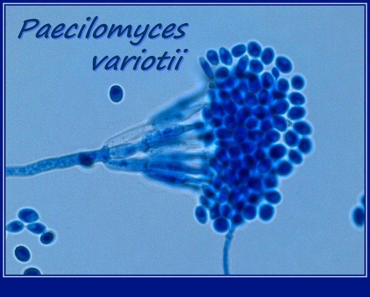 Paecilomyces variotii Fun With Microbiology What39s Buggin39 You Paecilomyces variotii