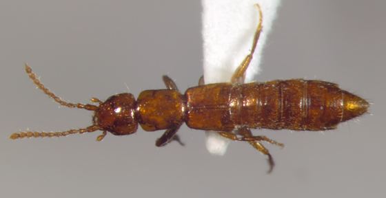 Paederinae Staphylinidae Paederinae BugGuideNet
