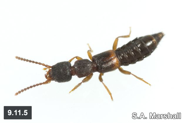 Paederinae cjaibiologicalsurveycabnkmm12speciessuniusb