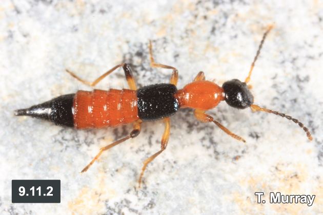 Paederinae Staphylinidae of Eastern Canada and Adjacent United States Part 1
