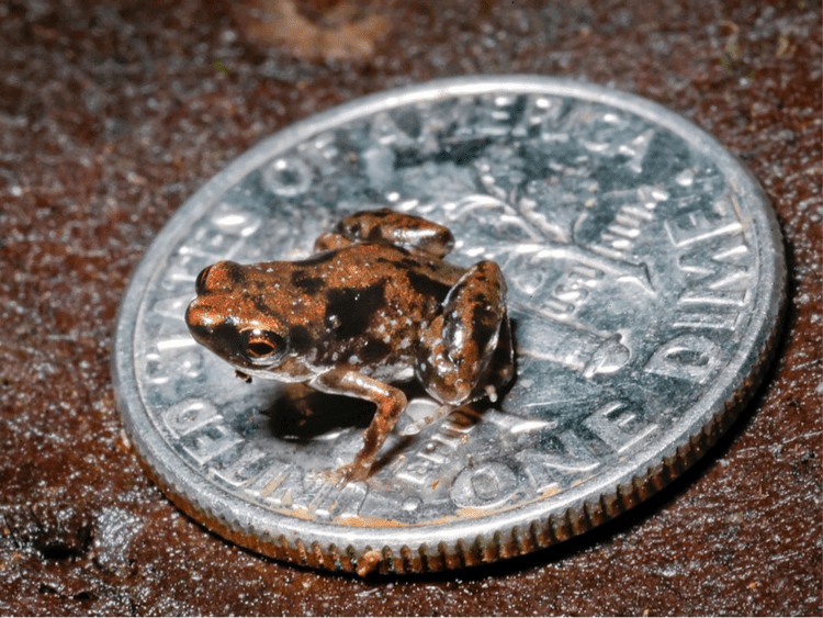 Paedophryne amauensis wwwamphibiansorgwpcontentuploads201405phot