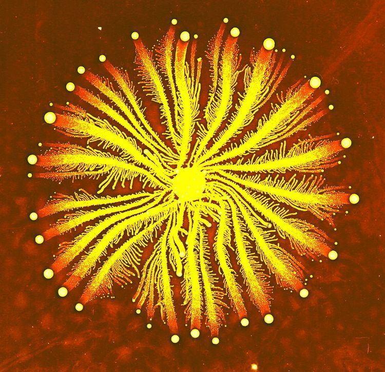 Paenibacillus httpsuploadwikimediaorgwikipediacommonsthu