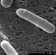 Paenibacillus polymyxa httpsmicrobewikikenyoneduimagesthumb993P