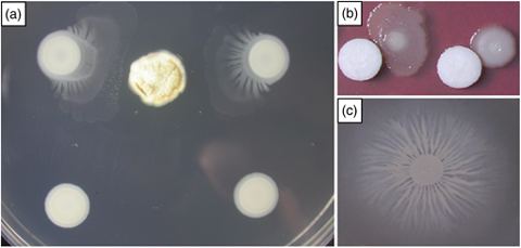 Paenibacillus polymyxa Swarming motility of Paenibacillus polymyxa E681 induced by