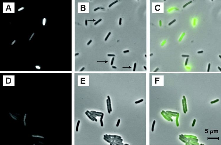 Paenibacillus polymyxa Paenibacillus polymyxa Invades Plant Roots and Forms Biofilms
