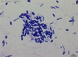 Paenibacillus polymyxa Paenibacillus Polymyxa Related Keywords amp Suggestions