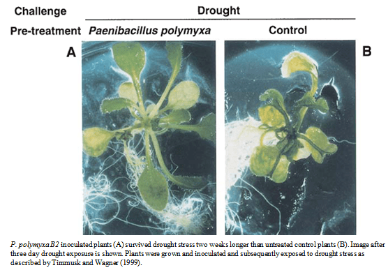 Paenibacillus polymyxa Rhizobacterial Plant Drought Stress Tolerance Enhancement Towards