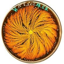 Paenibacillus vortex httpsuploadwikimediaorgwikipediaenthumb4