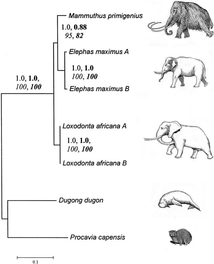 Paenungulata Paenungulata Tree and Phylogenic Relationship of the Woolly Mammoth