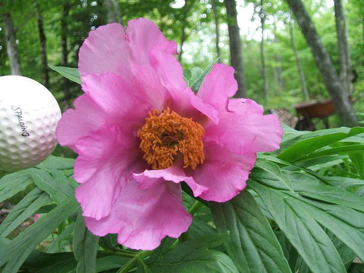Paeonia anomala Peonies and the Rest The hardiest Paeonia anomala