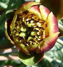 Paeonia brownii httpsuploadwikimediaorgwikipediacommonsthu