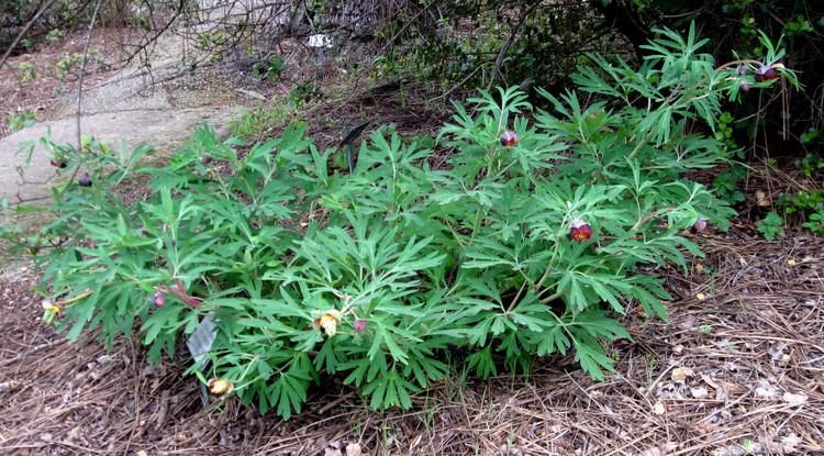 Paeonia californica DryStoneGarden california peony