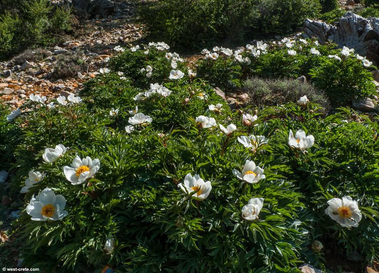 Paeonia clusii Flower of the month May Paeonia clusii West Crete Blog