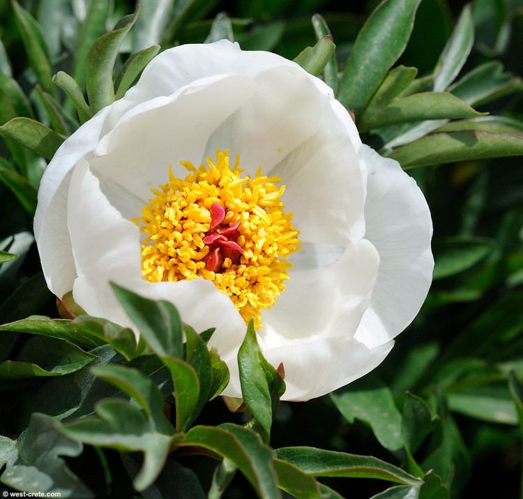 Paeonia clusii Flower of the month May Paeonia clusii West Crete Blog