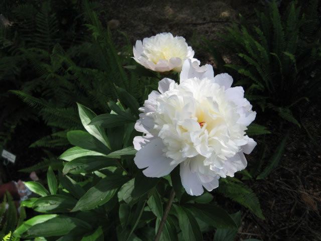 Paeonia lactiflora Peonies How to Plant Grow and Care for Peony Plants Garden