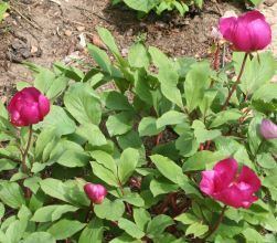 Paeonia mascula Buy Paeonia mascula subsp mascula