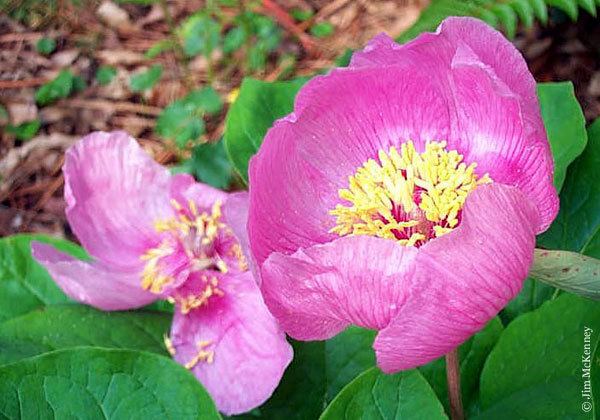 Paeonia mascula Pacific Bulb Society Paeonia