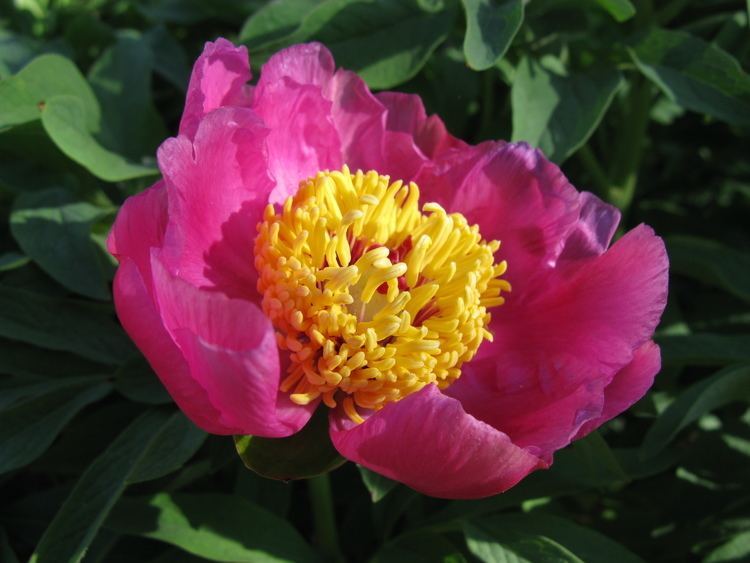 Paeonia mascula FilePaeonia mascula 1jpg Wikimedia Commons