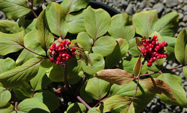 Paeonia mascula Pacific Bulb Society Paeonia