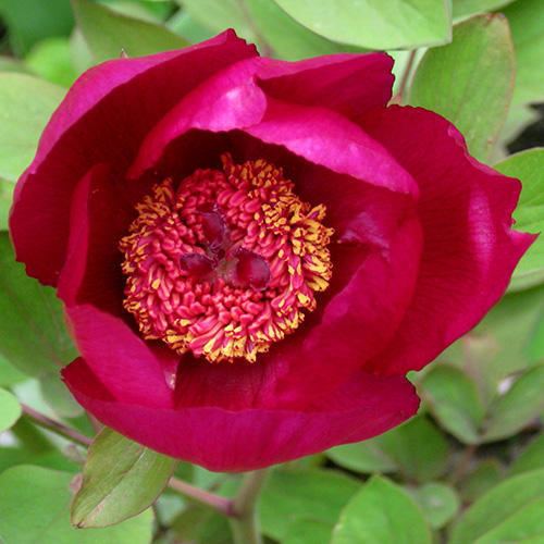 Paeonia mascula PAEONIA MASCULA ssp MASCULA SEEDS syn Paeonia corallina