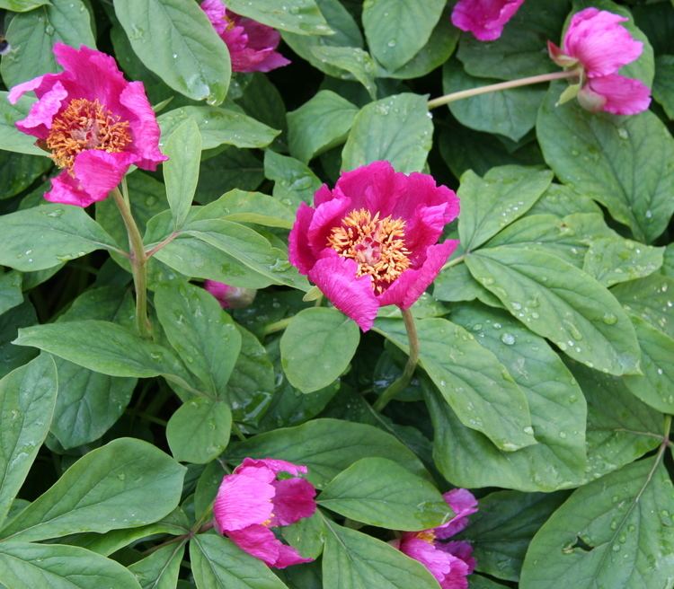 Paeonia mascula FilePaeonia mascula 02jpg Wikimedia Commons