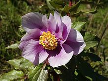 Paeonia mascula httpsuploadwikimediaorgwikipediacommonsthu