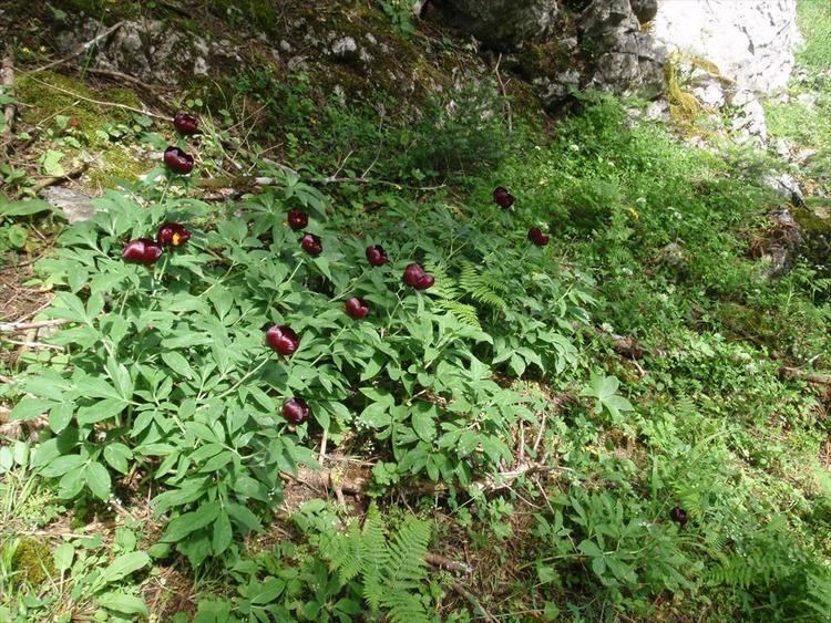 Paeonia parnassica greek flora