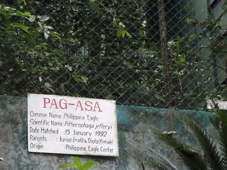 Pag-asa (eagle) Phil Eagle Center in Malagos Davao City Noelizm