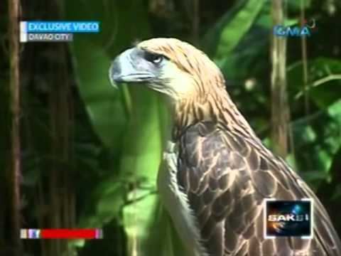 Pag-asa (eagle) Kaunaunahang Philippine eagle na bred in captivity na si Pagasa