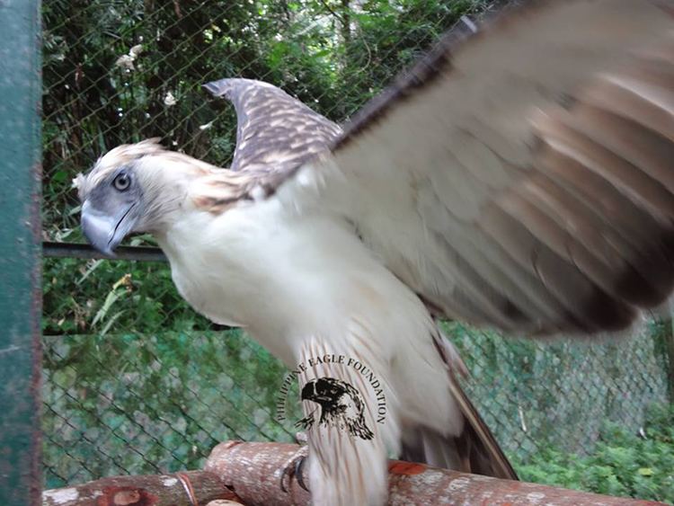 Pag-asa (eagle) Philippine Eagle Foundation The official website of the Philippine