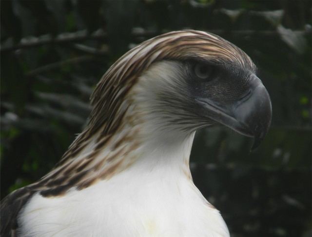 Pag-asa (eagle) A chick at last for 39Pagasa39 first Philippine eagle bred in