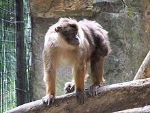 Pagai Island macaque httpsuploadwikimediaorgwikipediacommonsthu