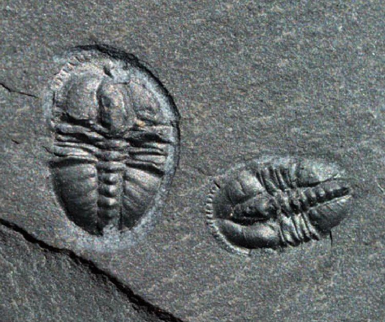 Pagetia Pagetia Trilobites