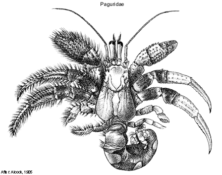 Paguridae wwwcrustaceanetcrustaceanomuraimagesthpagur